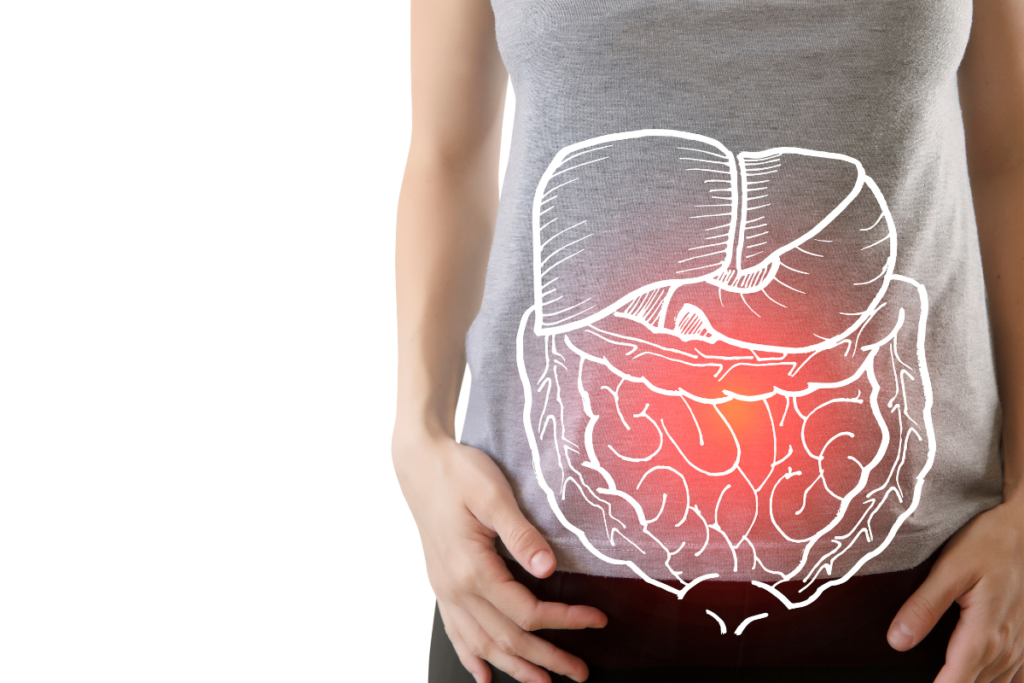 Image of the digestive system to represent inflammatory bowel disease