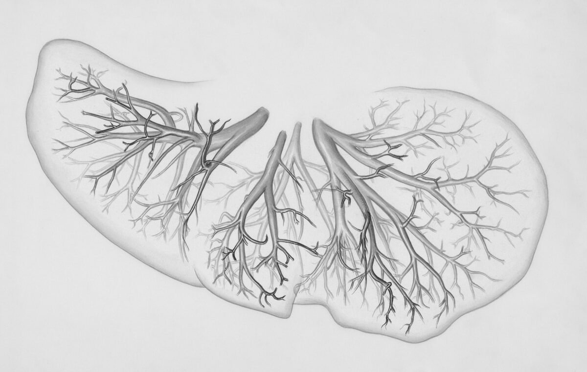 a drawing of a lung with trees on it